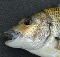 Hooked fish survival rates highly